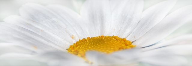 טפט מדבקה | פרח לבן