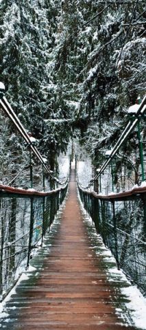 מדבקה לדלת גשר ביער צפוני