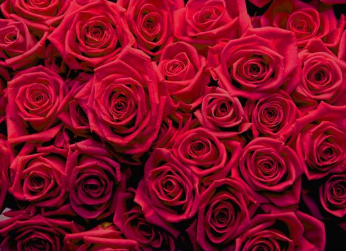 טפט מדבקה | ורדים אדומים