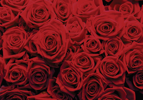 טפט רהיטים | ורדים אדומים