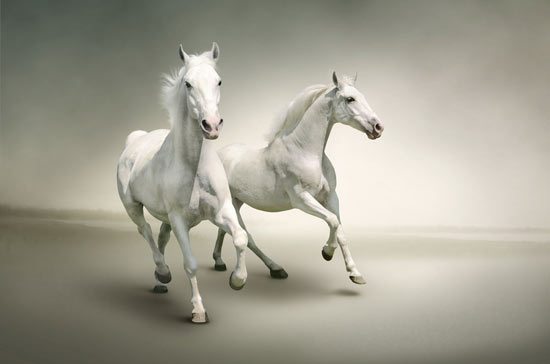 טפט | סוסים לבנים דוהרים