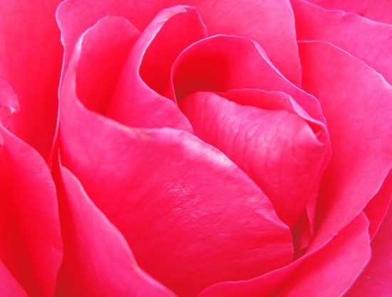טפט | מדבקת טפט לארון של ורד גדול ויפה