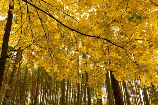 טפט | יער צהוב בסתיו