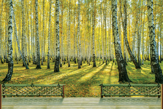 טפט תלת מימדי מרפסת עץ עם נוף ליער